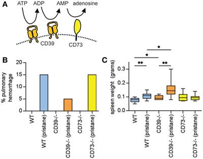 Ectonucleotidase-Mediated Suppression of Lupus Autoimmunity and Vascular Dysfunction